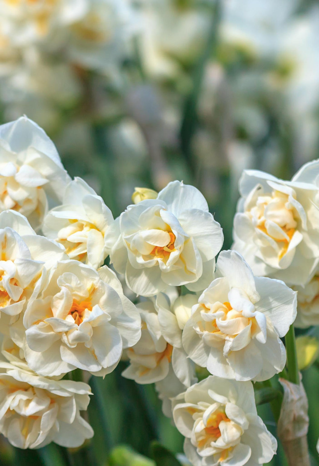 files/narcissusbridalcrown-2.jpg